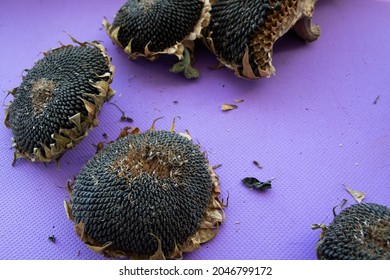 Cut sunflowers on purple background