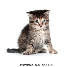 Cute Baby Tabby Gray Kitten Isolated Stock Photo 1191957094 | Shutterstock