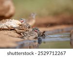 Cut throat finch bathing in waterhole in Kruger National park, South Africa ; Specie Amadina fasciata family of Estrildidae