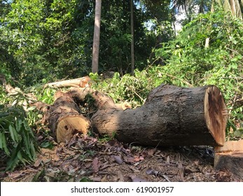 cut tree