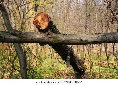 Cut tree in the forest