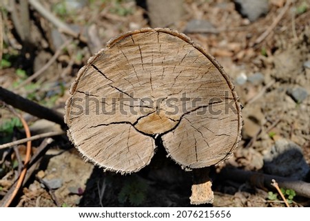 A cut of a tree in the form of an inverted heart in sunlight.