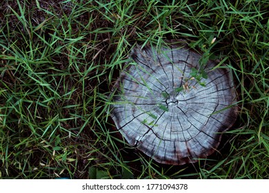 Cut Tree In The Grass. A Stump In The Grass.