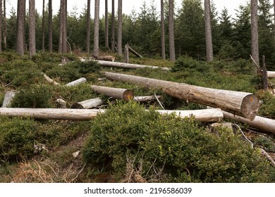 Cut Tree Logs, Karkonosze National Park