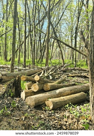 Cut Tree Logs for Repurpose