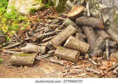 Cut tree logs stacked up in the forest.