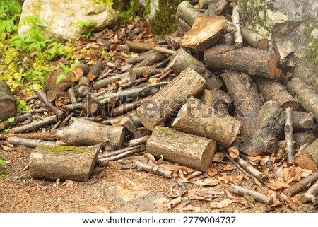 Cut tree logs stacked up in the forest.