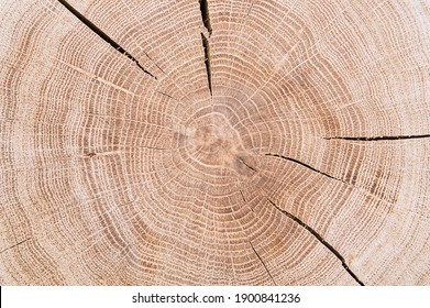 Cut Of A Tree An Oak. Wooden Background