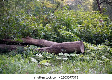 a cut tree on the ground in the forest - Shutterstock ID 2203097373
