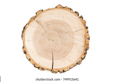 cut tree on white background. wooden tray.