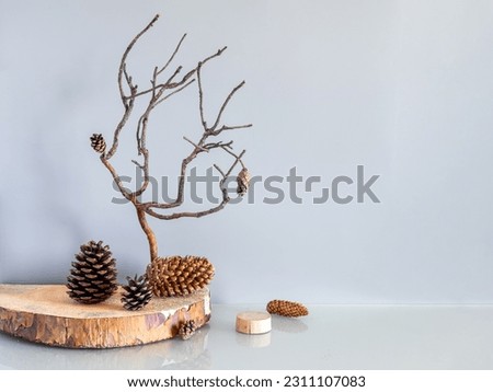 A cut of a tree or a podium and a beautiful dry pine branch. Product display on a gray background. Mockup for product branding, presentation. Background for products, cosmetics, jewelry.