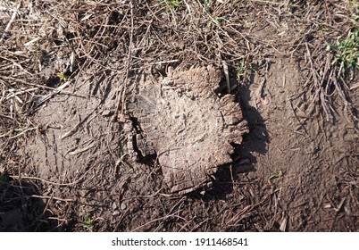              Cut Tree, Rotten Tree, Tree With Dried Roots                  