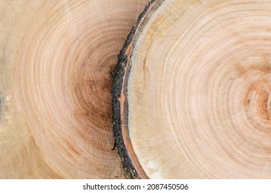 Cut a tree. Slice. Wooden slab. Tree rings of the trunk.	
