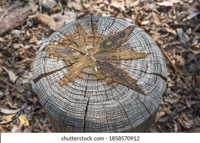 Cut Tree Stump With Sticky, Star Shaped Oozing Sap At Charles Darwin National Park In The NT Of Australia