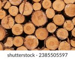 cut tree trunks stacked in a pile
