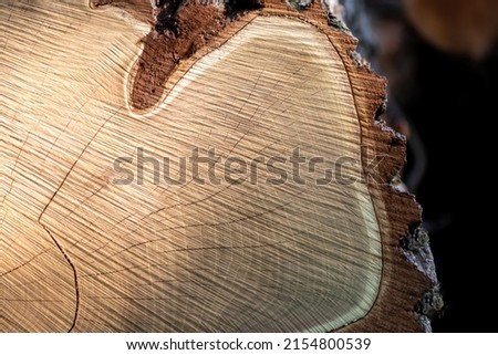 Cut trees of construction wood after deforestation stacked as woodpile show annual rings and the age of trees for lumber and timber industry as sustainable resources on wood log and tree carcass