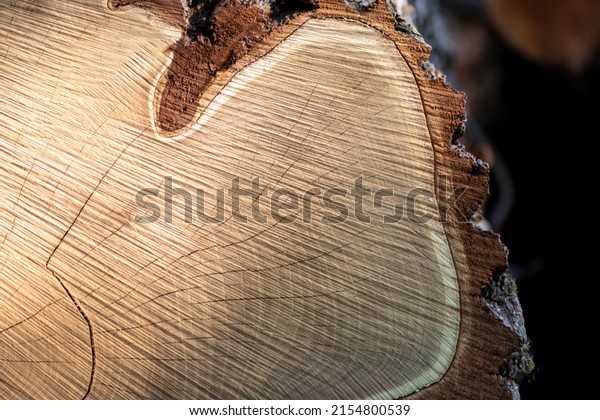 Cut trees of construction wood after\
deforestation stacked as woodpile show annual rings and the age of\
trees for lumber and timber industry as sustainable resources on\
wood log and tree carcass