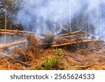 Cut trees in forest leave piles of branches smoke, signaling devastation of fire ecological fallen