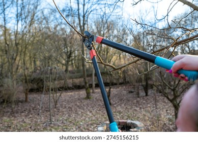 Cut trees and shrubs in spring with scissors