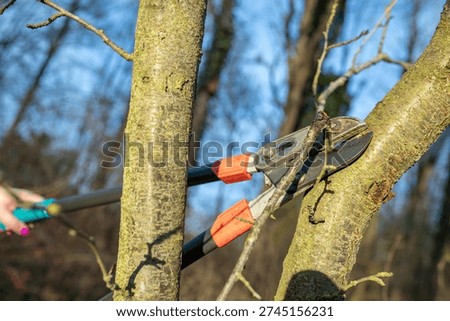 Cut trees and shrubs in spring with scissors