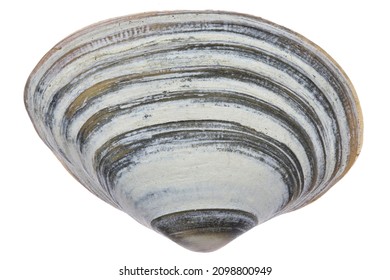 Cut-Trog-Muschel (Spisula subtruncata) von der niederländischen Nordseeküste einzeln auf weißem Hintergrund