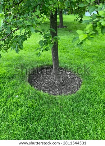 Cut turf to reduce encroachment in tree planting pit