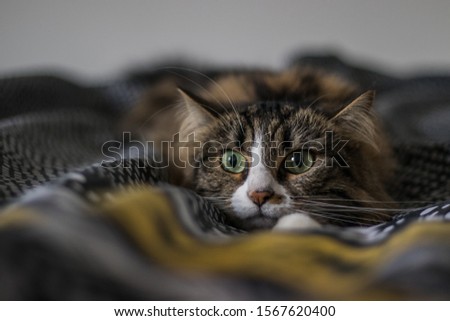 Similar – Image, Stock Photo Siberian Forest Cat Kittens