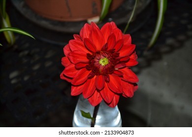 Cut Zinnia Flower Vase Red