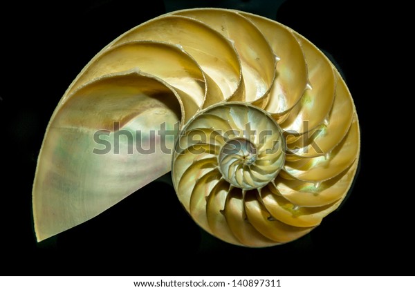 Cutaway Nautilus Shell Demonstrates Mysterious Geometric Stock Photo Edit Now