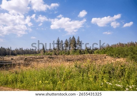 The cut-down trees put on top of each other with grown trees behind them in the Harz national park
