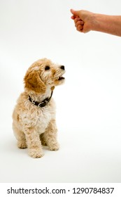 Cockapoo Images, Stock Photos & Vectors | Shutterstock