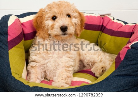 A cute 12 week old Cockapoo puppy on a white background lies in her new bed lookingat the camera