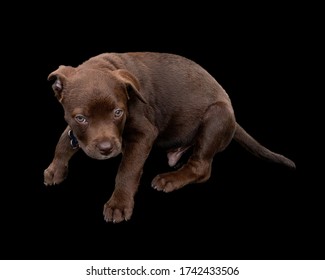 Cute 16 Week Old Chocolate Lab Puppy