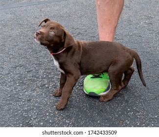 Cute 16 Week Old Chocolate Lab Puppy