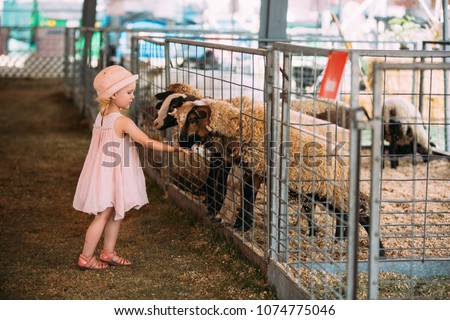 Cute 2 year old girl interacting with the livestock at the fair