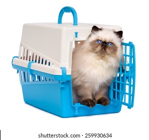 Cute 3 Month Old Persian Seal Colourpoint Kitten Is Looking Out From A Blue And Gray Pet Crate, Isolated On White Background