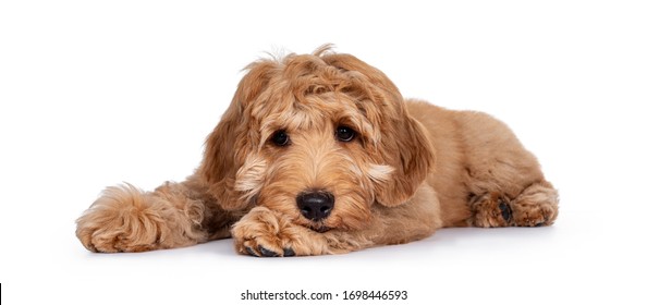 Cute 4 months young Labradoodle pup, laying down side ways. Haed on paws looking very sad beside camera with closed mouth. Isolated on white background.