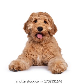 Cute 4 months young Labradoodle dog, laying down facing front. Looking straight at camera with shiny eyes. Isolated on white background. - Shutterstock ID 1702331146