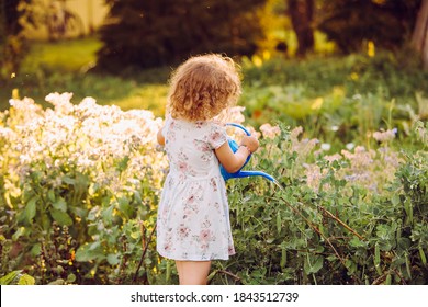 Cute 5 year old curly hair girl watering sweet pea plants in summer evening in countryside on organic vegetable garden bed. Warm beautiful back evening sun light. - Powered by Shutterstock