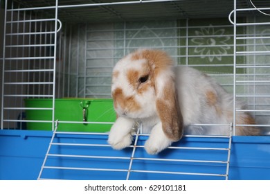 A cute 6 years old holland lop rabbit (white and brown fur) preparing to jump out of the cage