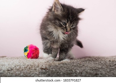 Cute 7 Week Old Kitten Playing With Toy On Floor. New House Cat With Tongue Out Making A Funny Face. Adorable Long Hair Tabby Cat.