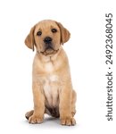 Cute 7 weeks old Labrador dog puppy, sitting up facing front. Looking towards camera. Isolated on a white background.