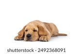 Cute 7 weeks old Labrador dog puppy, laying down facing front. Head down looking tired beside camera. Isolated on a white background.