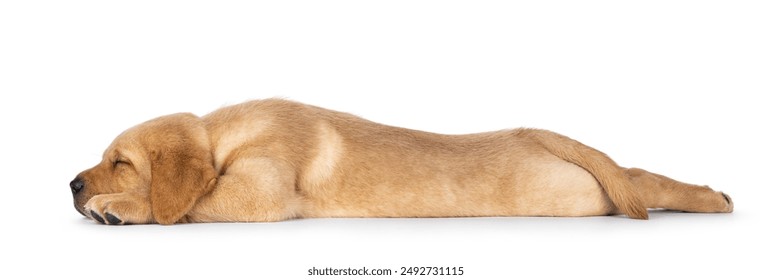 Cute 7 weeks old Labrador dog puppy, laying down side ways asleep. Super tired an totally stretched. Isolated on a white background. - Powered by Shutterstock