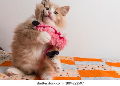 Cute 8 week old orange kitten playing with pink teaser toy. Play is important for kitten's development. Baby cat chases toy on a string. Fun time with a newly adopted pet. Male pounces on feather toy.