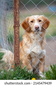 Cute abandoned dog siting behind bars and looking at camera in asylum for vagabond hounds