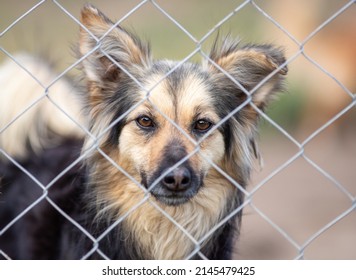 Cute abandoned dog standing behind bars and looking at camera in asylum for vagabond hounds