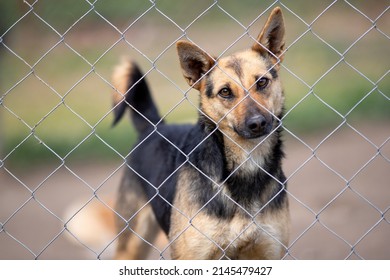 Cute abandoned dog standing behind bars and looking at camera in asylum for vagabond hounds - Shutterstock ID 2145479427