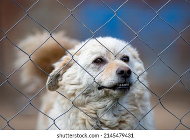 Cute abandoned dog standing behind bars in asylum for vagabond hounds and pushing snout through wire