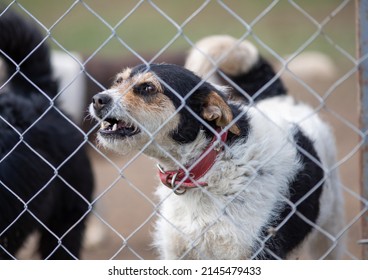 Cute abandoned dog standing behind bars in asylum for vagabond hounds and barking